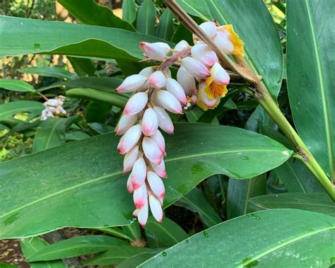 zeroumbet,alpinia zerumbet nome popular